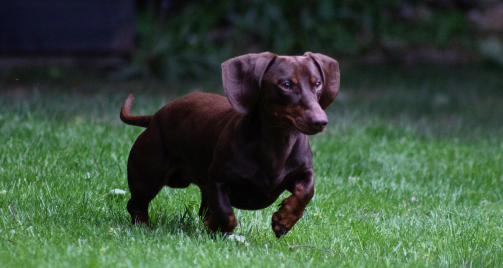 Dachshund: tipos, personalidade e características da raça