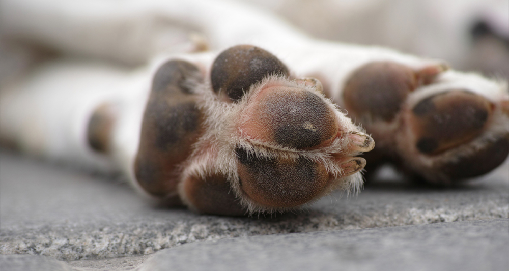 Cachorro lambendo a pata: causas e o que fazer