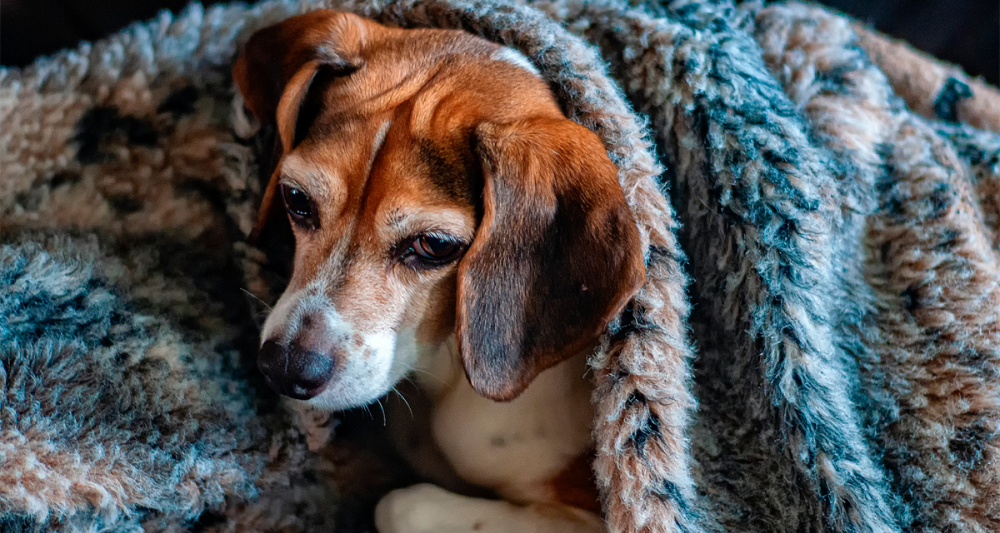 Como saber se o cachorro tem febre: sintomas e como medir