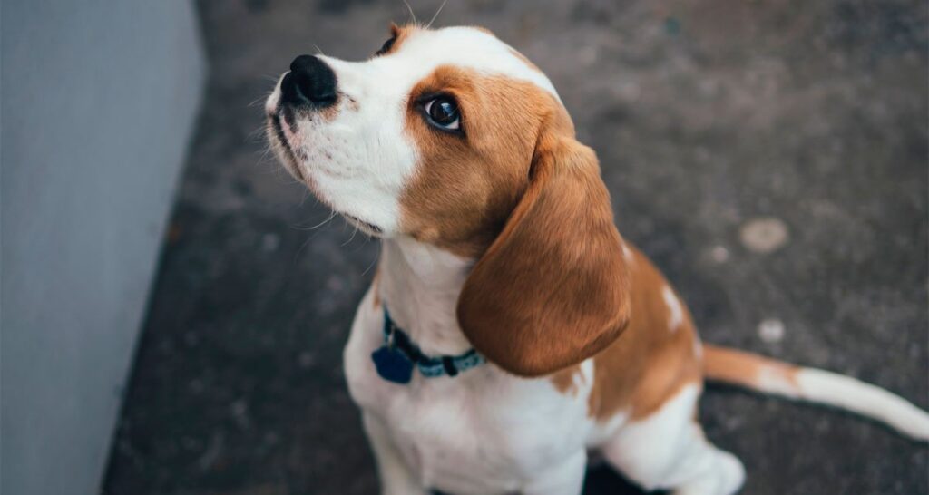 Cachorro soltando pum: 6 causas (e o que fazer)