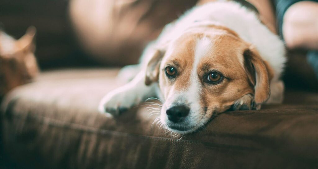 Cachorro vomitando espuma branca: 7 causas (e o que fazer)